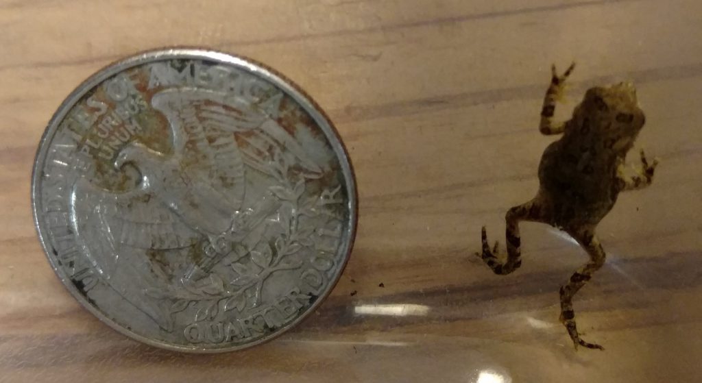 A baby American toad, newly emerged from tadpole stage, about a half-inch long